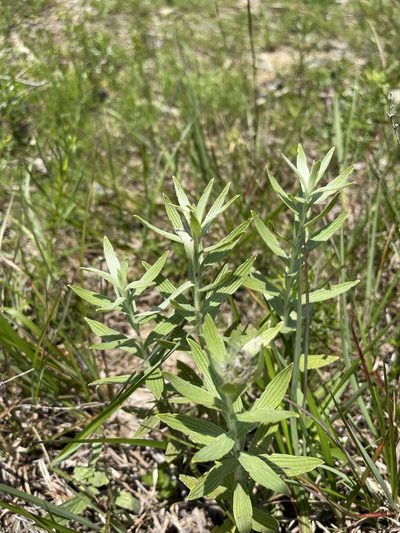 Lithospermum molle, photographed by Brandon Corder