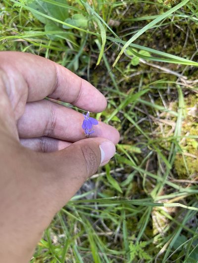 Lobelia gattingeri, photographed by Brandon Corder