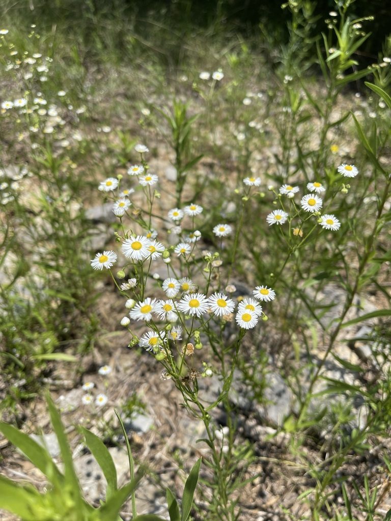 Erigeron allisonii, photographed by Brandon Corder