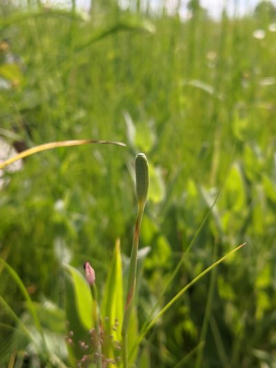 Nemastylis nuttallii, photographed by Nathan Aaron