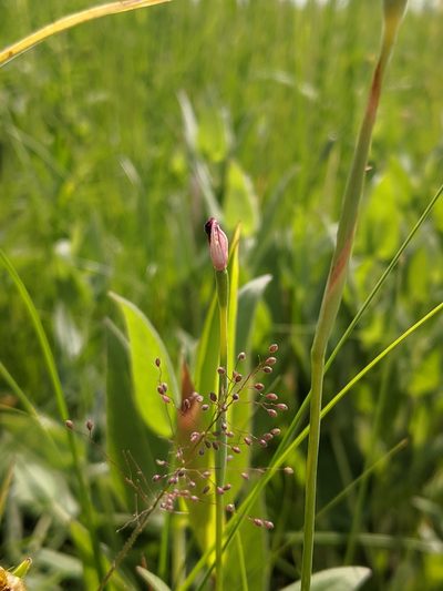 Nemastylis nuttallii, photographed by Nathan Aaron