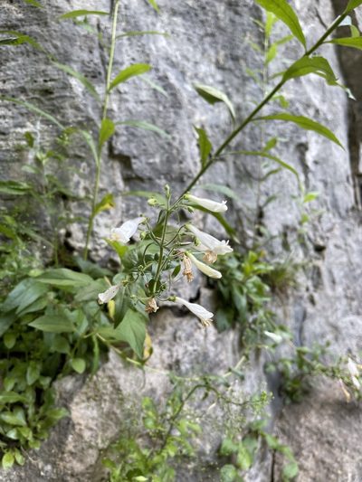Penstemon tenuiflorus, photographed by Brandon Corder