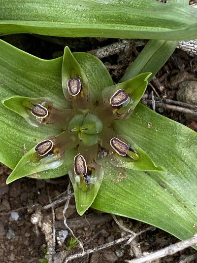 Colchicum longipes, photographed by Dave U
