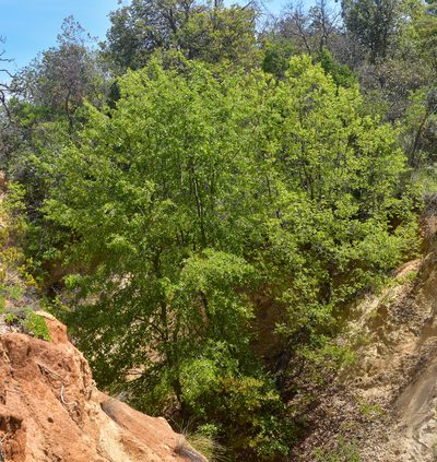 Nothofagus macrocarpa, photographed by Nicolás Villaseca Merino