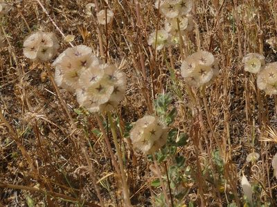 Lomelosia stellata, photographed by Sara Navarro