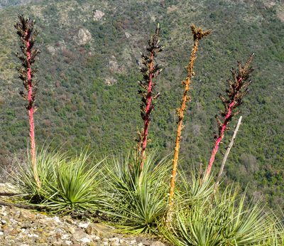 Puya coerulea, photographed by Nicolás Villaseca Merino