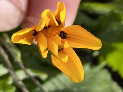 Gazania lichtensteinii, photographed by Dave U