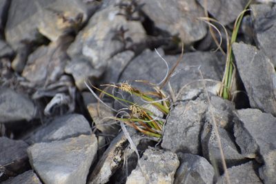 Carex scirpoidea, photographed by Syd Cannings