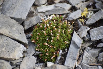 Androsace constancei, photographed by Syd Cannings