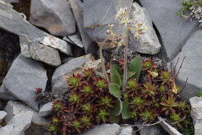 Micranthes reflexa, photographed by Syd Cannings