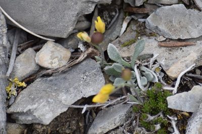 Physaria arctica, photographed by Syd Cannings