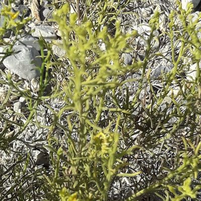 Gutierrezia microcephala, photographed by José Gerardo Velasco