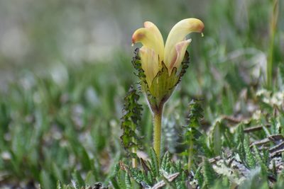 Pedicularis capitata, photographed by Syd Cannings