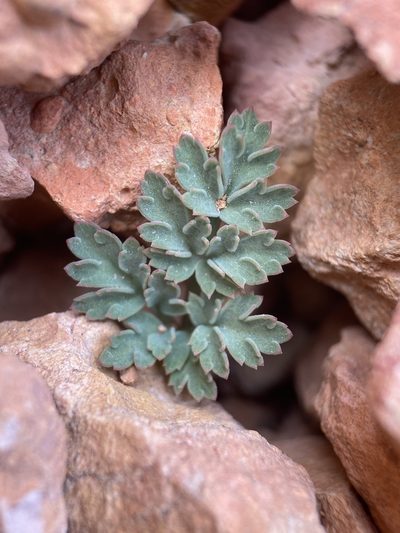 Cymopterus rosei, photographed by Matt Berger