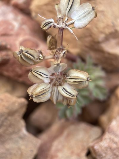 Cymopterus rosei, photographed by Matt Berger