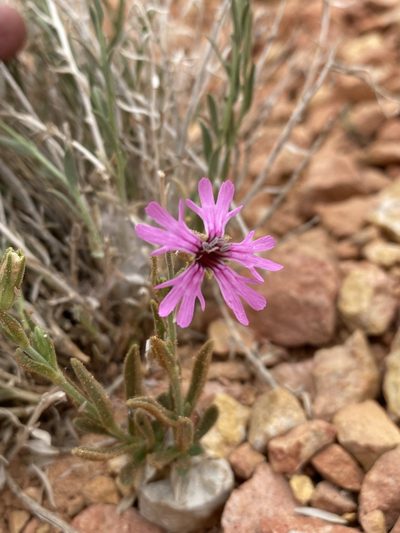 Silene petersonii, photographed by Matt Berger