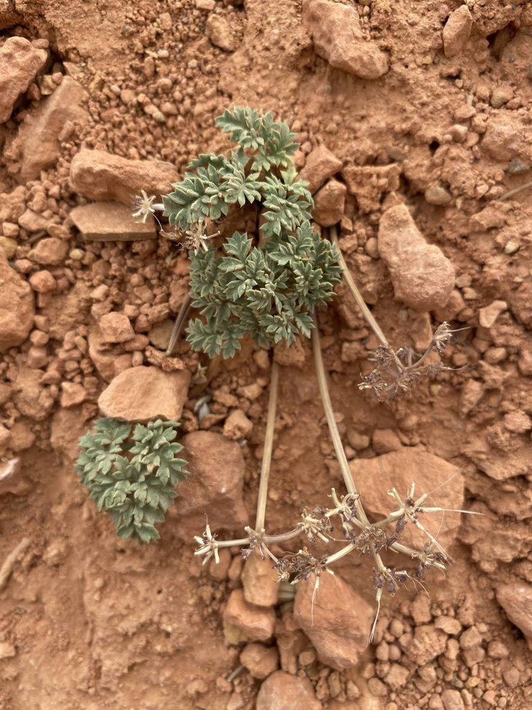 Cymopterus rosei, photographed by Matt Berger
