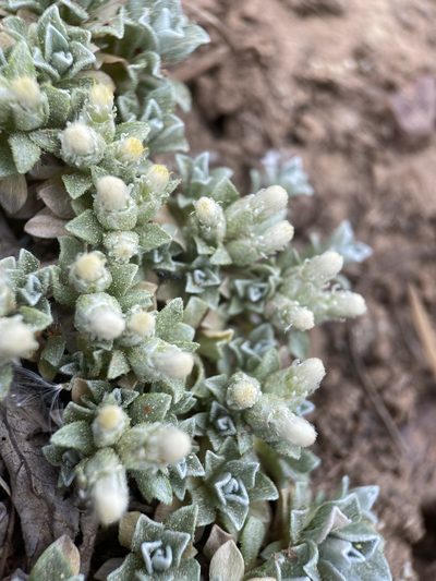 Antennaria rosulata, photographed by Matt Berger