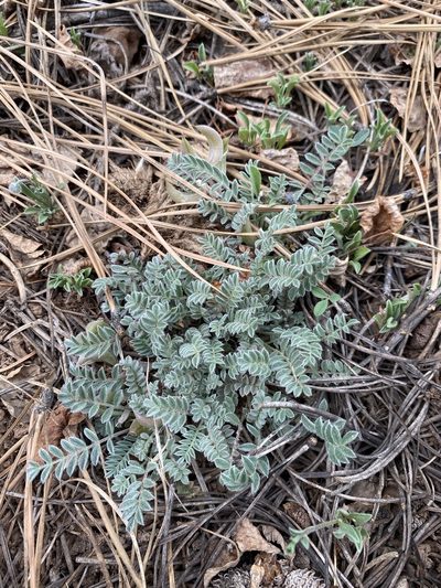 Astragalus argophyllus, photographed by Matt Berger