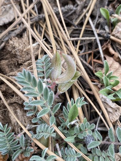 Astragalus argophyllus, photographed by Matt Berger