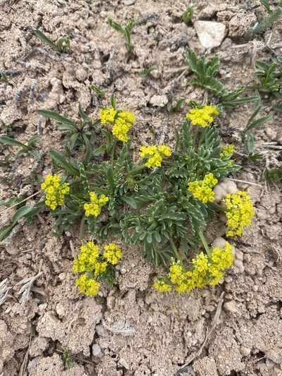 Lomatium minimum, photographed by Matt Berger