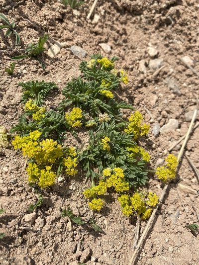 Lomatium minimum, photographed by Matt Berger