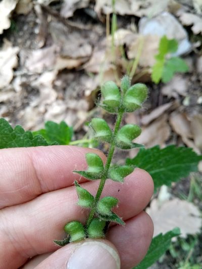 Scutellaria columnae, photographed by Karim Haddad