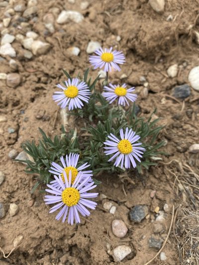 Erigeron ursinus, photographed by Matt Berger