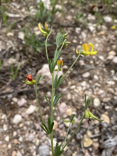 Acmispon utahensis, photographed by Matt Berger
