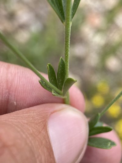 Acmispon utahensis, photographed by Matt Berger