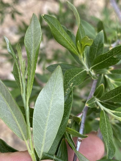 Salix drummondiana, photographed by Matt Berger
