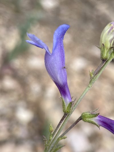 Penstemon leiophyllus, photographed by Matt Berger