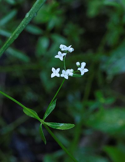 Hydrogalium labradoricum, photographed by Naomi Cappuccino