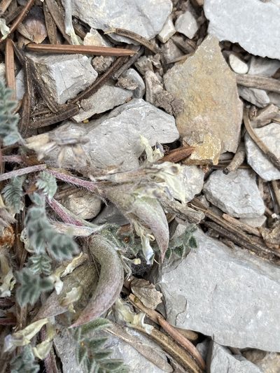Astragalus argophyllus, photographed by Matt Berger