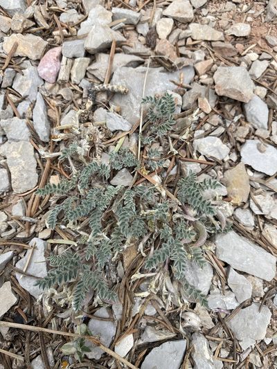 Astragalus argophyllus, photographed by Matt Berger