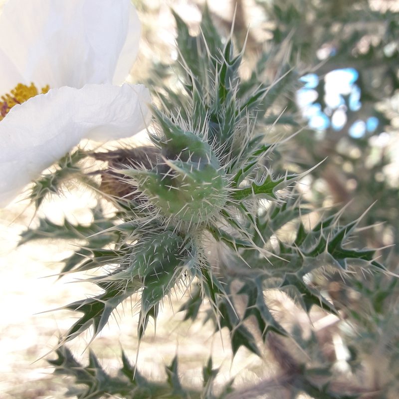 Argemone grandiflora, photographed by José Gerardo Velasco