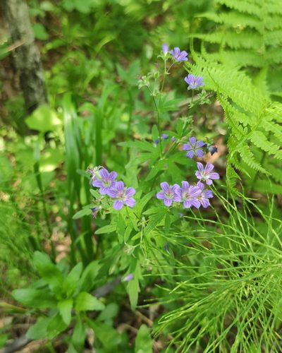 Geranium pseudosibiricum, photographed by Юлия