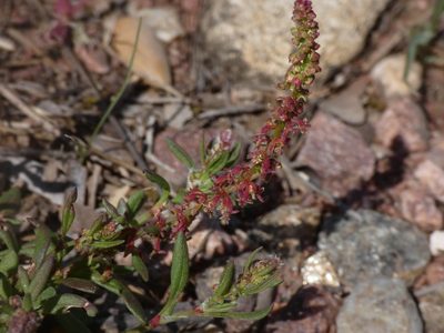 Rumex bucephalophorus, photographed by Yves Bas