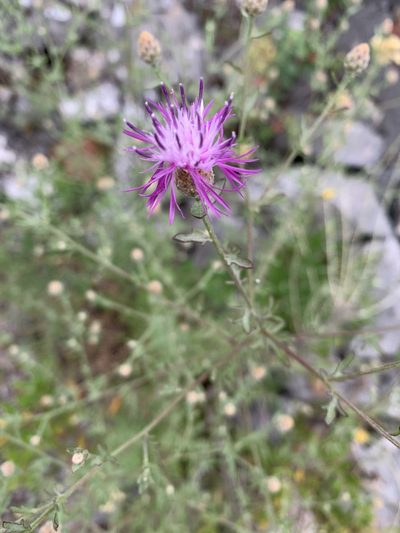 Centaurea aplolepa, photographed by pavlaki1968
