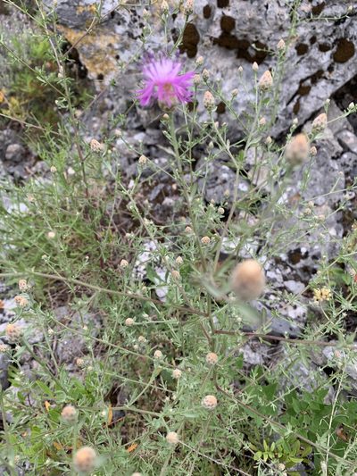 Centaurea aplolepa, photographed by pavlaki1968