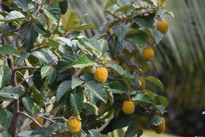 Artocarpus hirsutus, photographed by sunnyjosef