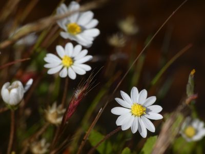 Bellis annua, photographed by Yves Bas