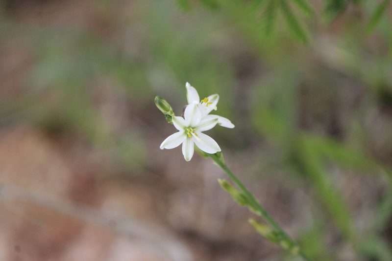 Echeandia nana, photographed by José Belem Hernández Díaz
