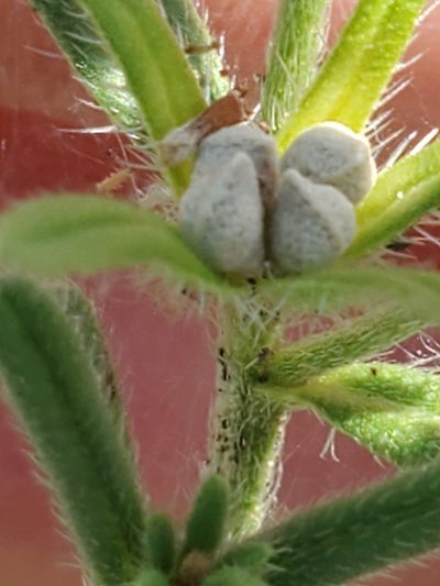 Lithospermum mirabile, photographed by Jo Roberts