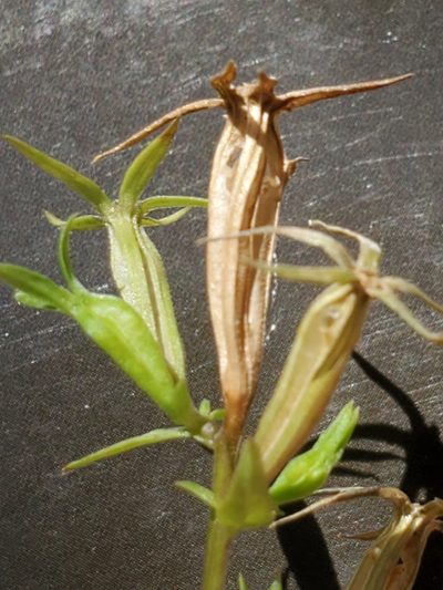 Triodanis coloradoensis, photographed by Jo Roberts