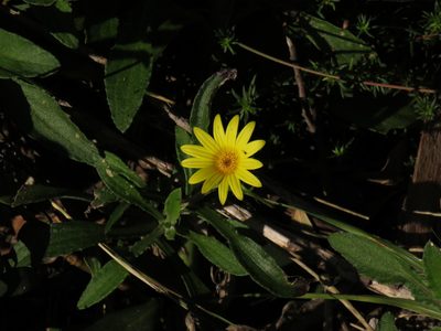 Arctotis semipapposa, photographed by Jeremy Gilmore