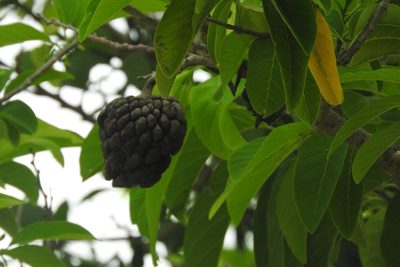 Annona squamosa, photographed by Sebastián de Jesús Herrera Buenfil