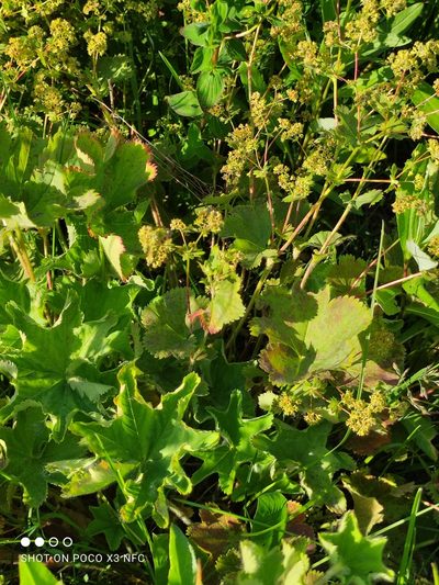 Alchemilla sarmatica, photographed by Марина Давлетшина