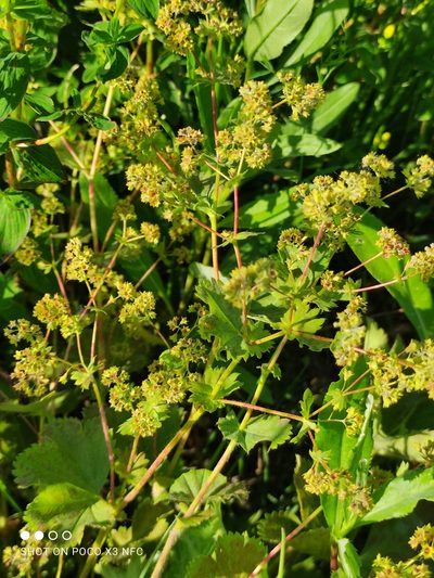 Alchemilla sarmatica, photographed by Марина Давлетшина