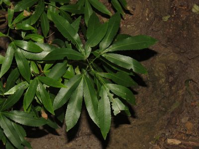 Platylophus trifoliatus, photographed by Jeremy Gilmore